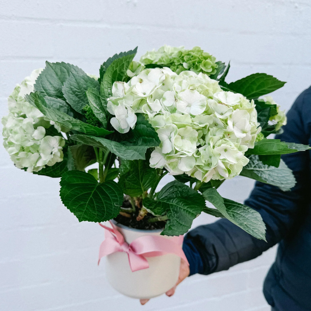 White Potted Hydrangea